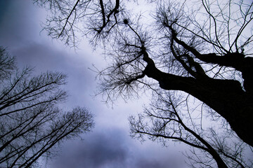 Cielos, ramas, árboles y zenit