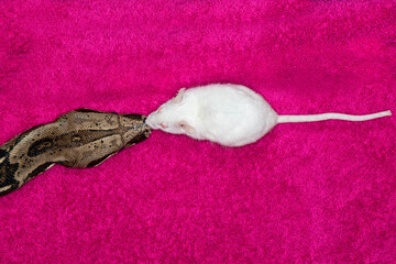 Columbian Red-tailed Boa touching noses with mouse