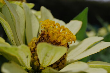 薄い黄色の花のマクロ
