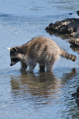 wild raccoon in river