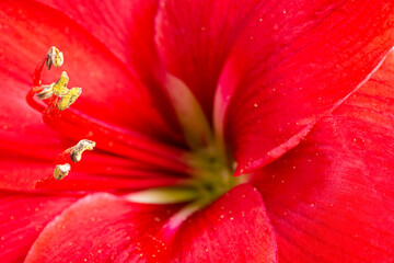 Fototapeta na wymiar Macro Shot Of Red Amaryllis Flower In Full Bloom