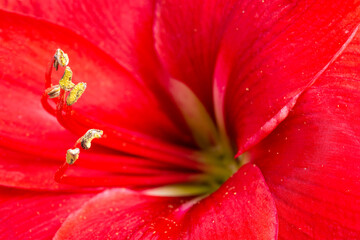 Macro Shot Of Red Amaryllis Flower In Full Bloom