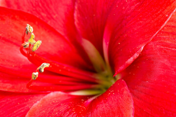 Macro Shot Of Red Amaryllis Flower In Full Bloom