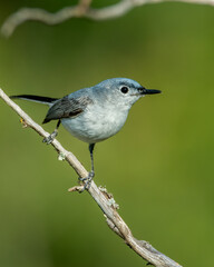 Blue Gray Gnatcatcher