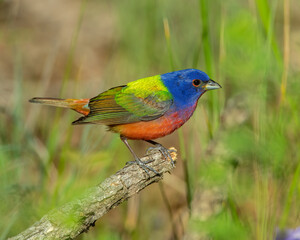 Male Painted Bunting