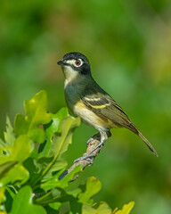 Black-capped Vireo