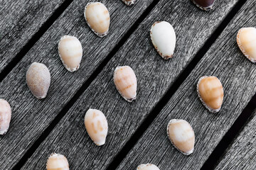 Rare cowrie shells on outdoor wooden table surface.