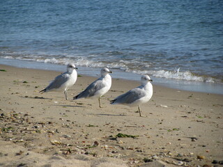 3 seagulls lined up on the sand at a beach