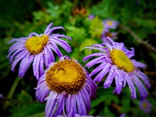 purple and yellow flowers