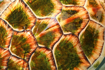 shell of hawksbill sea turtle
