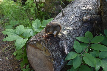 Squirrel eating snack