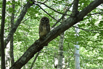 Owl in tree