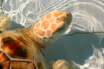 hawksbill sea turtle in aquarium