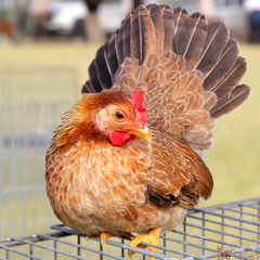 beautiful rooster in the farm