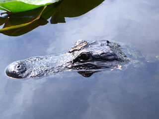 American alligator close up of head from Everglades Florida