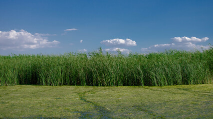 Green bushes on water and blue sky