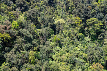 Tropical trees in the jungle forest on a mountain hill near the city of Danang, Vietnam. Top view