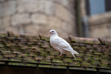 White dove sitting on a old roof tiles in a mountain village near the city of Danang, Vietnam