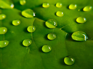 Fototapeta premium Close up of water drops on green leaves