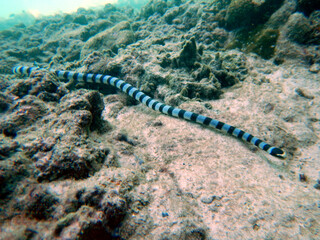 Yellow-lipped sea krait (Laticauda colubrina) banded sea snake crossing the reef
