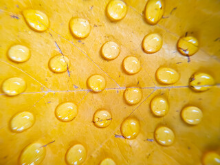 Close up of water drops on yellow leaf