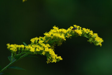 yellow flower on green background