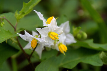 ワルナスビの白い小さな花