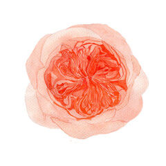 Hand drawn sweet peach Juliet garden rose on a white background.