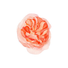 Hand drawn sweet peach Juliet garden rose on a white background.