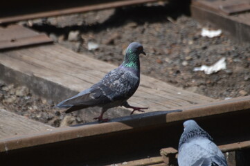 pigeon on the track