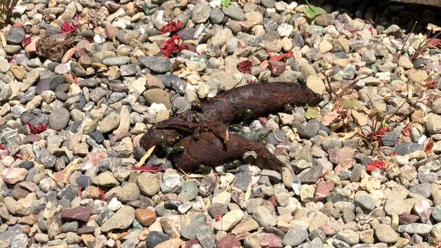 4K HD video of dog poop on gravel walkway with flies, small rake and scooper removes feces. Flies lay their eggs on fruit, food, other animals and poop.

