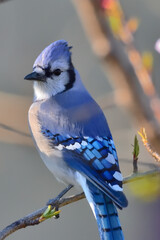 blue jay on a branch with turned head during sunset