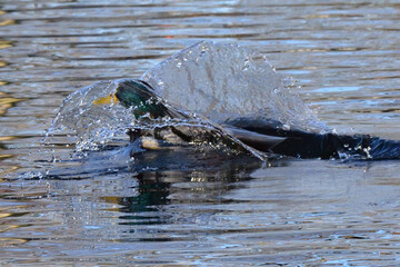 Fototapeta premium A male mallard duck jumped into water and made big splashes, which look like a pair of transparent wings. 