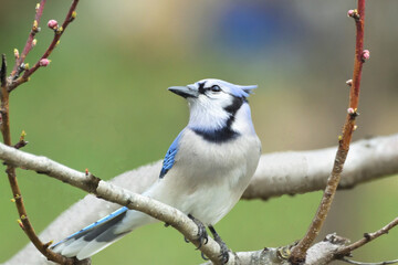 blue jay on a branch