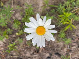 Wild Daisy