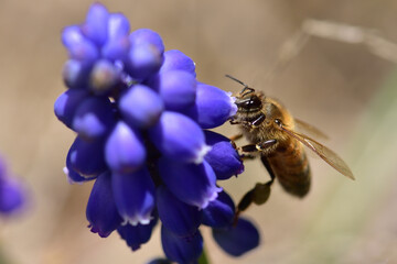 A yellow bee feeding on blue hyacinth flowers with brown background