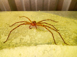 Brown spider On the cement wall.