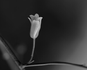 A black and whit portrait of a single asparagus  blossom with dark background