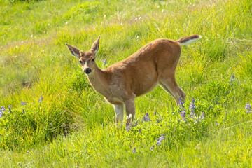 Young deer in flowery grass looking at camera
