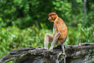 Family of wild Proboscis monkey or Nasalis larvatus, in the rainforest of island Borneo, Malaysia, close up