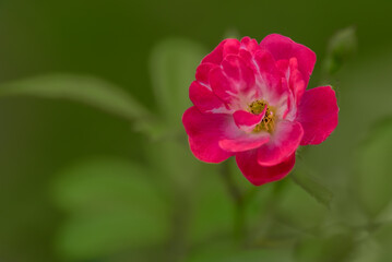 The last beautiful blossom of rose in the summer garden with green background