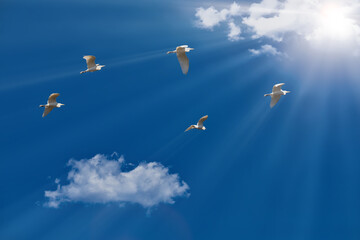 egrets in flight