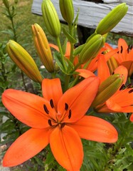 Obraz premium Closeup view of beautiful orange Asiatic lilies blooming in a garden in the springtime