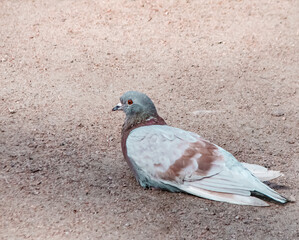 gray dove on the seashore without people, copy space for text