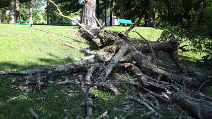 Downed tree in a park from a storm that is need of clean up
