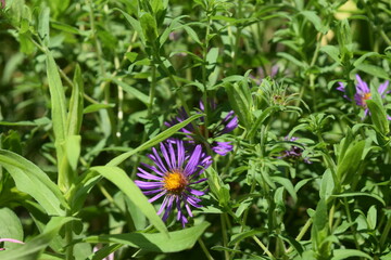An purple astor flower hidden in a bush