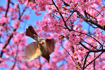 茅ヶ崎小出川土手に咲く河津桜とヒヨドリ