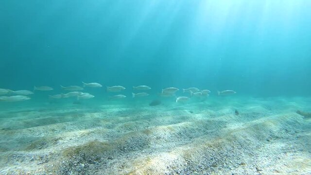 Slow-motion video of a school of whiting fish swimming in the crystal-clear water, Sydney Australia