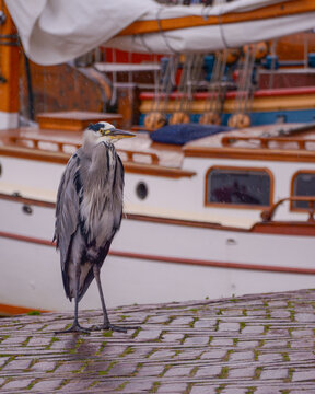 heron on the beach