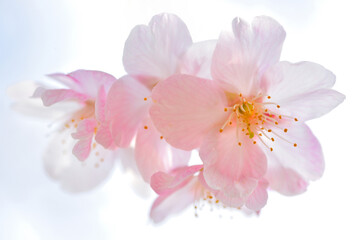 逆光に透ける早咲き桜の花